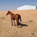 فرس شعبيه