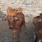 حسلان بلدي