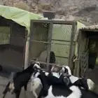 سبت العلاية البشائر