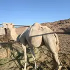 الوجه