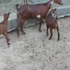 شاه وشحا دهما تحتها ثنين