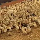 مطلوب ممول صوص بلدي على التصريف