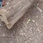 حطب بزرومي معمر