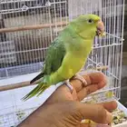بغبغاء دره. هندي اخضر