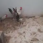 بط وديوك