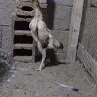 زوج فروخ شامو ياباني