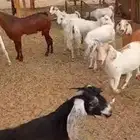 تيوس شحم ويوجد جفار مقنا