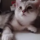 كيتن شورت هير مخطط