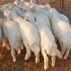 للبيع بهم كلش خروف