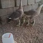 وز عراقي اصل للبيع .