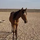 مهر أصيل للبيع