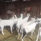 تيوس