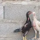 فروخ شامو ألماني دم هزاز
