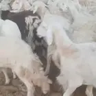 ضان دفيع وضريع وخلفات. ورخال