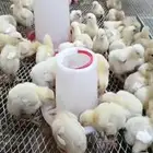 صوص لاحم روس محصن فرز اول