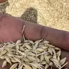 اللبيع. أعلاف. منوعه. رودس ذره. سنابل. شعير. إنتاج جديد