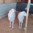 حريات حيل للبيع سمان شحم صنف