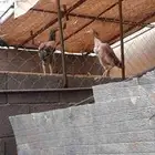 دجاج باكستاني فيها شامو دم صافي وسندي بيور