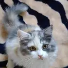 كيتن انثى عمرها شهرين للتبني