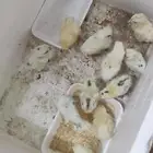 صوص بلدي