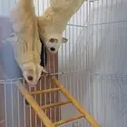 زوج سناجب طائرة منتجة سابقا