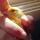 انثى كناري منتجه