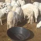 سوق عرعر رقم الحوش 540