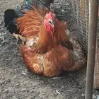 جده مخطط الوفا طريق عسفان