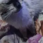 قط هملايا للتبني خنثى