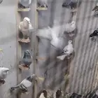 حمام شامي كش