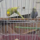 طيور باجي