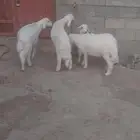 خرفان ذبايح