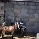 جفار العدد10