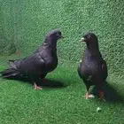 حمام قطايف ( تم البيع )