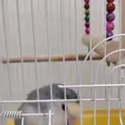 عصفور روز مدرب و ليف جدا جدا جدا