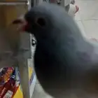 زاجل للبيع مستعجل