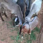 الرياض -المزاحمية - المشاعلة غرب المزاحمية