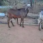 الرياض المزاحمية