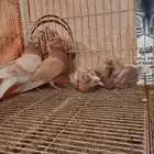 جوز قطيفي اصفر