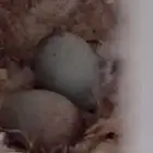 انثى منتجه