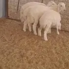 بهم حري إنتاج المراح ( تم البيع تم البيع )