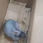 ارنب للبيع