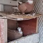 جوز قطايف صفر   هجرسي