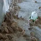600 سمانه كىريمي سوبر جامبو العمر 5 أسابيع