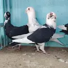 حمام مساويد و عجمي