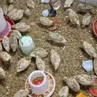 سمان للتربية والذبح