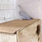 انثى روز منتجة