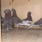 حمام قطيفي