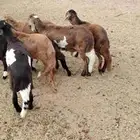 سواكنيه طليان ورخال (( تم البيع خارج الموقع))