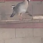 اثنين ذكور للبيع